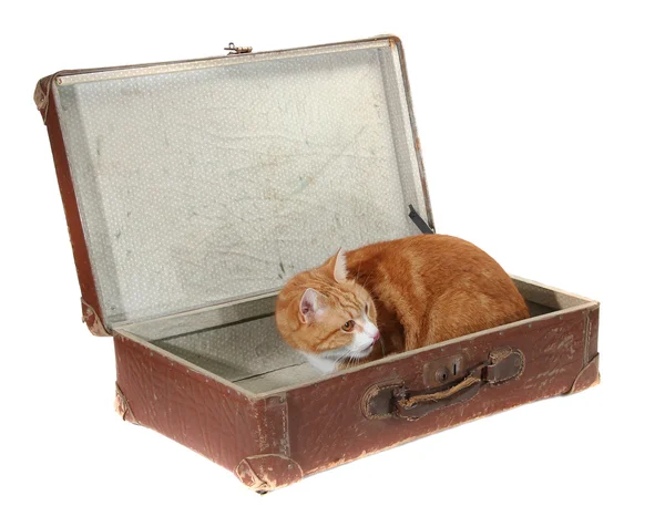 Симпатичный кот в старом коричневом чемодане — стоковое фото