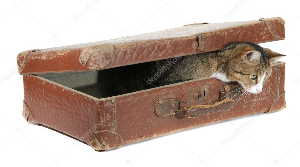 Hungry pet in old brown suitcase