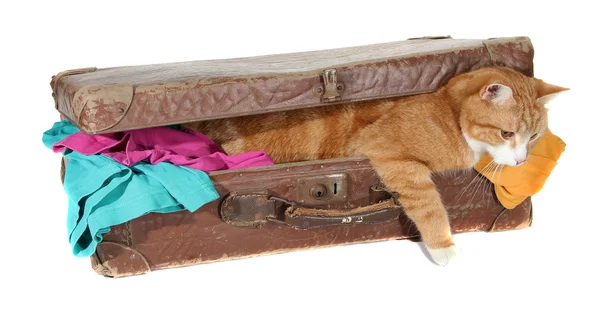 Snoopy tomcat in old suitcase with clothes — Stock Photo, Image