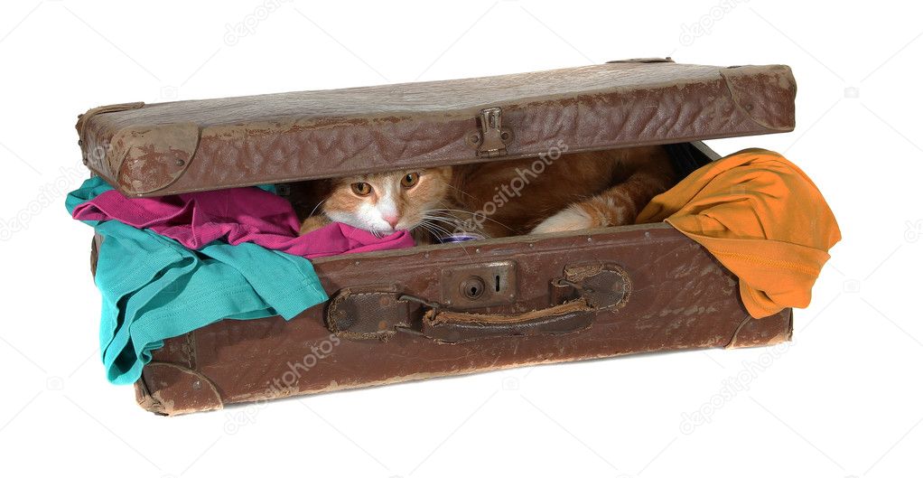 Closed suitcase with clothes and cute tomcat