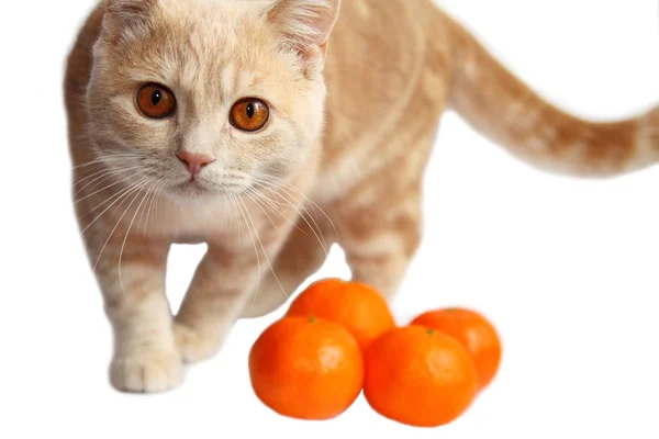 Britská krátkosrstá kočka, 7 měsíců s mandarinka — Stock fotografie