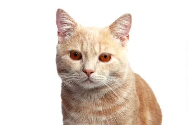Британская короткошерстная кошка, 7 месяцев — стоковое фото