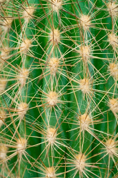 Cactus macro — Stock Photo, Image