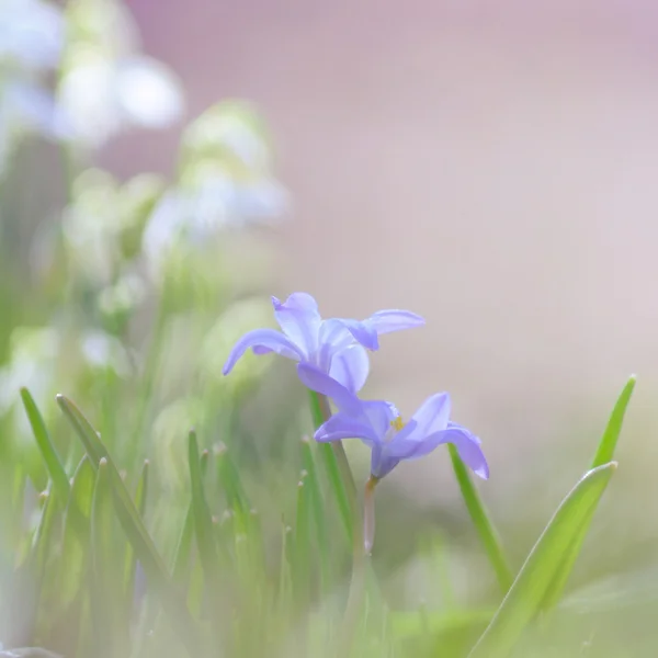 Violet flowers. — Stock Photo, Image