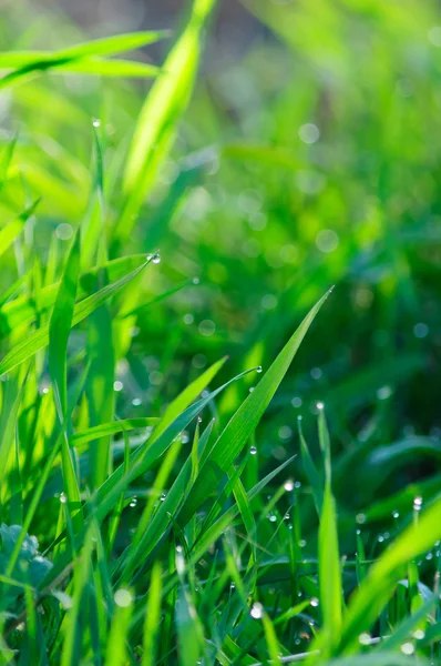 stock image Fresh green grass.