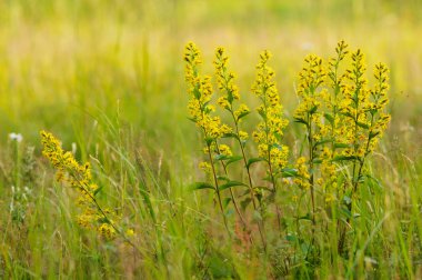 Golden-rod close up. clipart