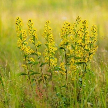 Golden rod yakın çekim.