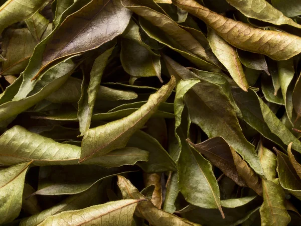 Dried curry leaves — Stock Photo, Image