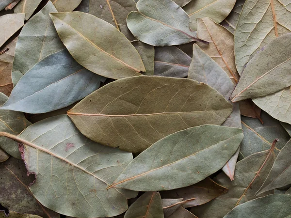Αποξηραμένα δεντρολίβανο, φύλλα — Φωτογραφία Αρχείου