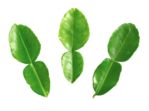 stock image Kaffir lime leaves