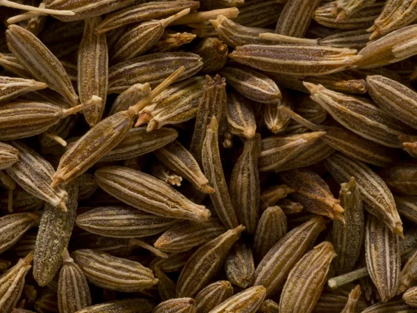 Cumin seeds — Stock Photo, Image