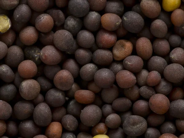 Siyah hardal tohumu — Stok fotoğraf