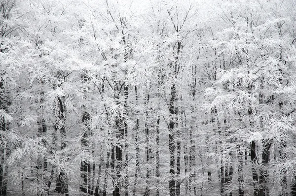 stock image Winter forest