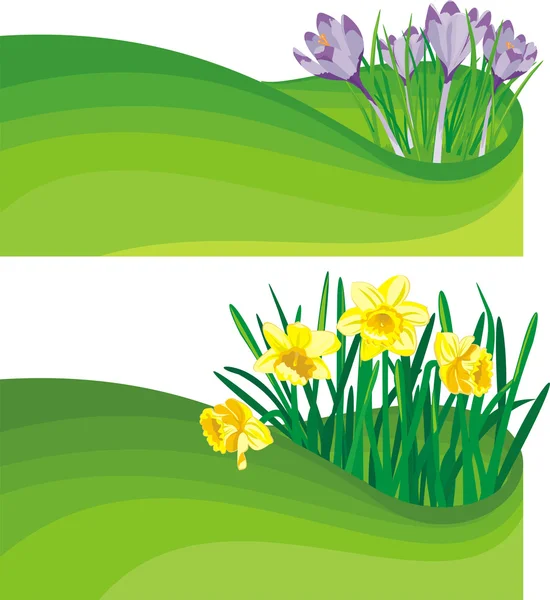 Blühende Narzissen und Krokusse - der Frühlingsanfang — Stockvektor