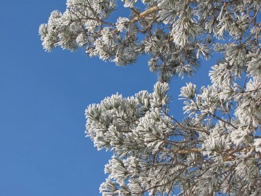 Frost çam dalı