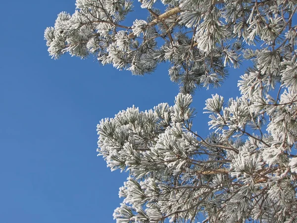 Branches of pine in frost — Stock Photo, Image