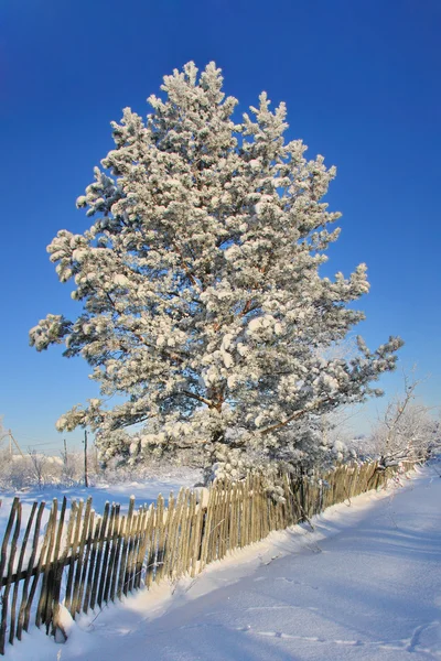 Grenar av tall i frost — Stockfoto