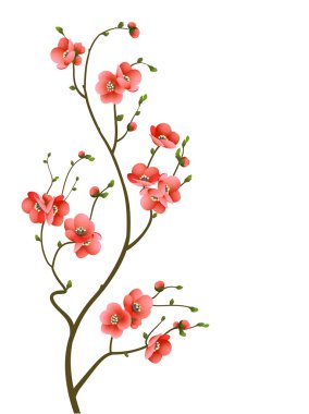 Cherry blossom branch abstract background