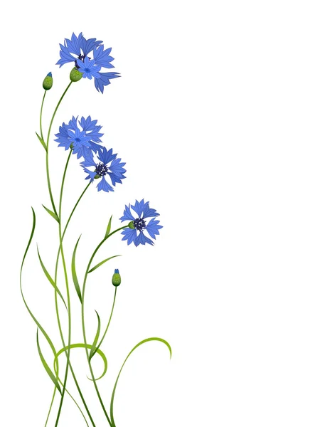 Kék Búzavirág csokor minta elszigetelt — Stock Vector