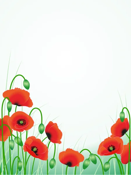 stock vector Red poppies background