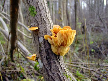 Mushrooms on a tree, autumn forest clipart