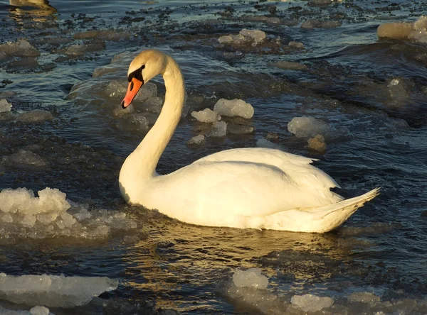 stock image Swan on frozen lake