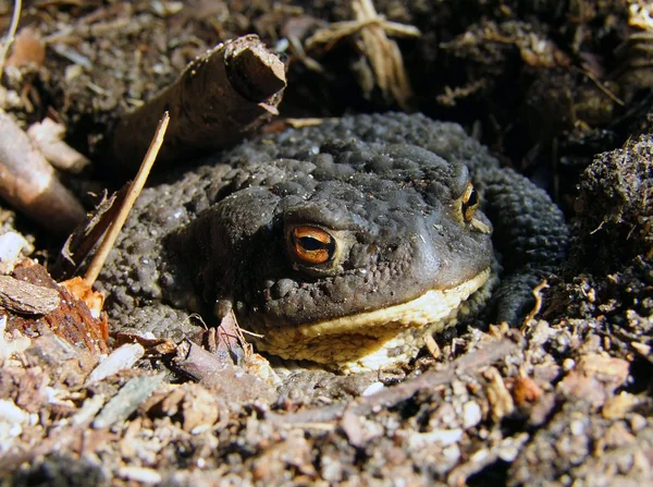 stock image Toad in ground hole