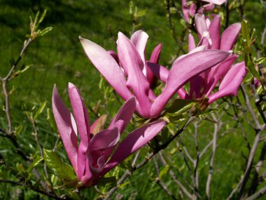 Flowers of a magnolia of liliyetsvetny (Magnolia liliiflora) clipart