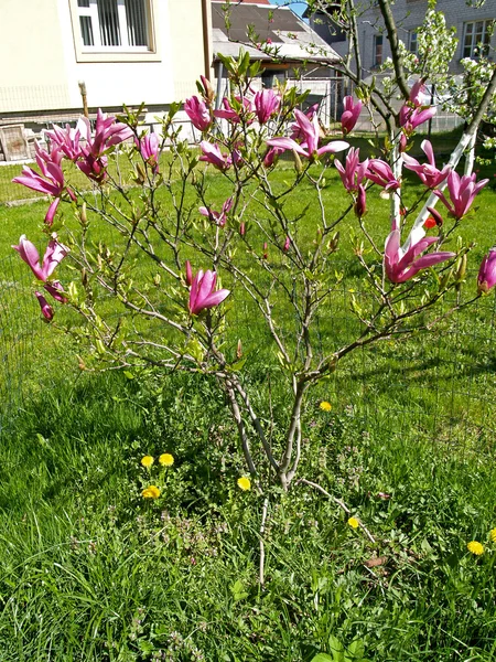 盛开的白玉兰 liliyetsvetny (玉兰 liliiflora) — 图库照片