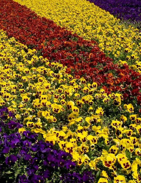 stock image Flower bed from pansies