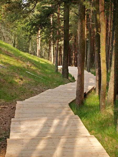 Stock image Tourist route on the Kurshsky spit