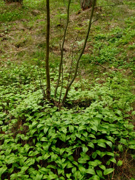 Épaisseurs d'une maynik dvulistny (Xoajanthemum bifolium) dans le bois de printemps — Photo