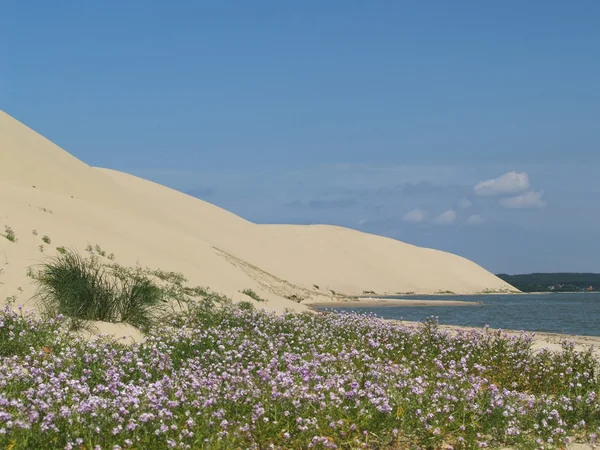 Dunes de sable de la tresse Kurchsky, Russie — Photo