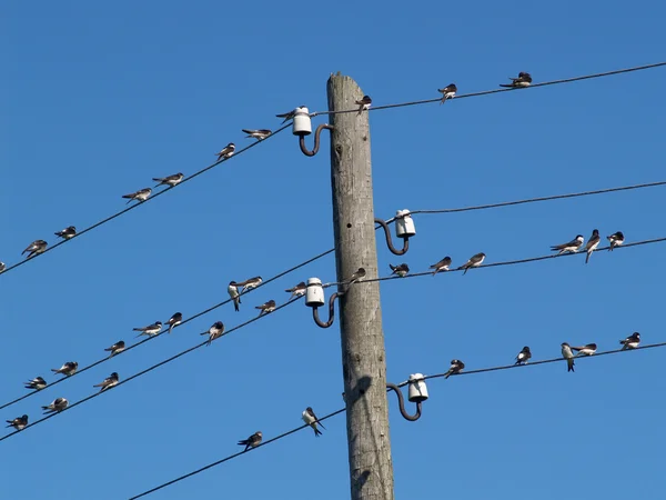 stock image Swallows on wires on a blue background