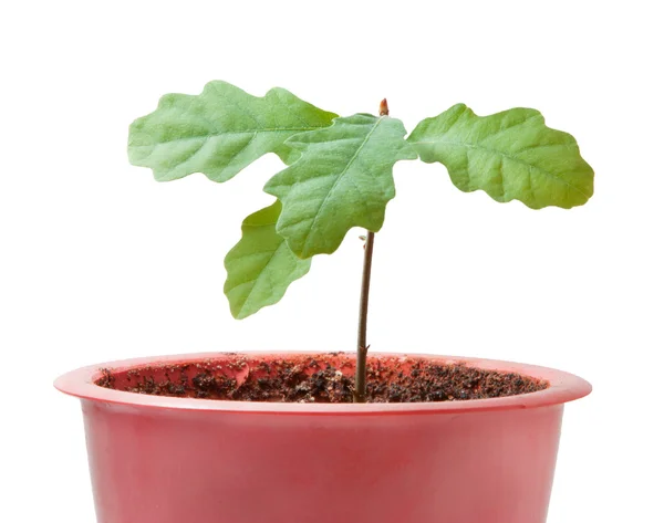 stock image Young plant is new life