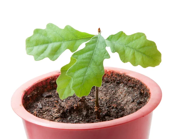 stock image Young plant is new life