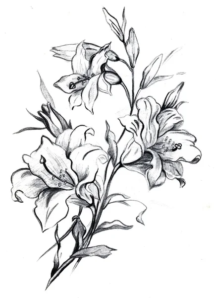Υποκατάστημα της ένα λουλούδι από ένα lilybranch ενός λουλουδιού ενός κρίνου — Φωτογραφία Αρχείου
