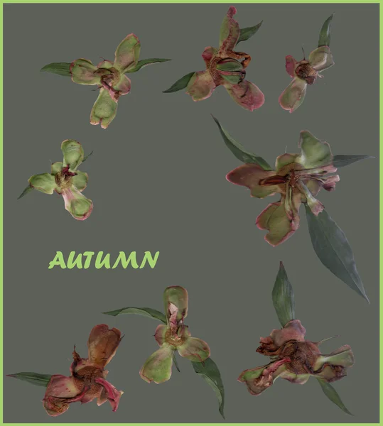 빈티지 꽃 잎이 배경 — 스톡 사진