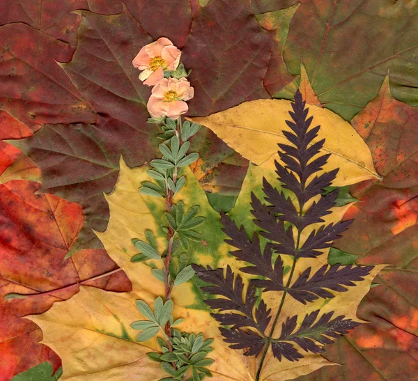 Vintage autumn framed background — Stock Photo, Image