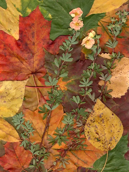 Jesienią ramie tło — Zdjęcie stockowe