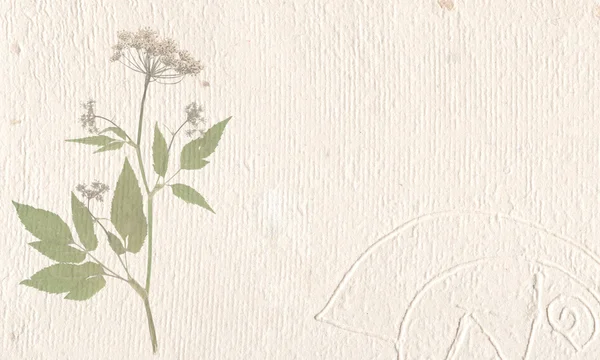 乾燥された花と古い背景 — ストック写真