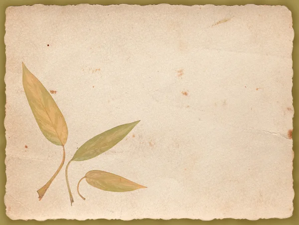 Sanat antika arka plan eski kağıt çiçek desenli — Stok fotoğraf