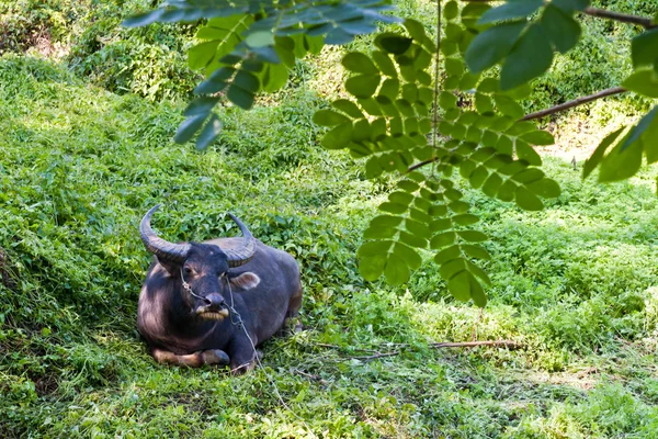 Buffel i gräsmark i thailand — Stockfoto
