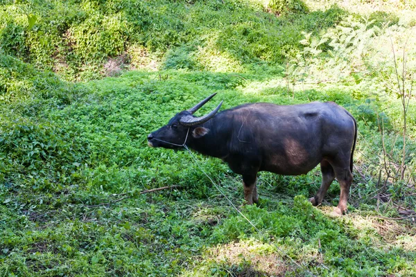 Buffalo staande in grasland in thailand — Stockfoto