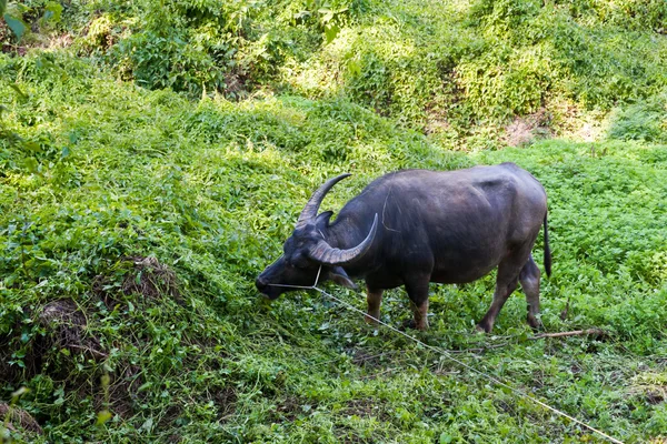 Buffalo äta i Vall i thailand — Stockfoto