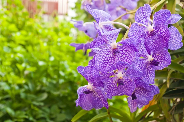 Fiori di orchidea viola — Foto Stock