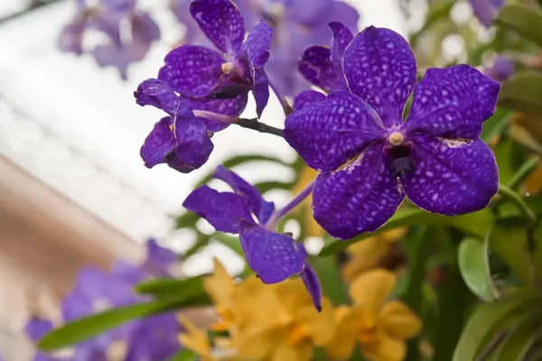 Bunga anggrek ungu — Stok Foto