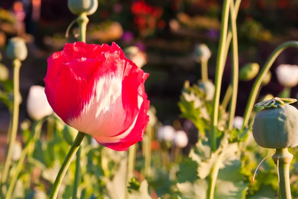 stock image Red opium flower