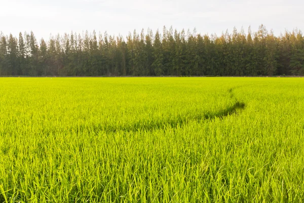 Zielone pole ryżowe — Zdjęcie stockowe