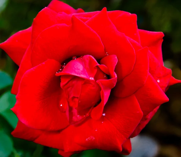 红色的玫瑰靠近了 — 图库照片